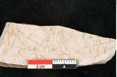 Foto (Detailansicht) von Hypnum sagorianum Ettingshausen (NHMW-GEO-2024-0188-6736)